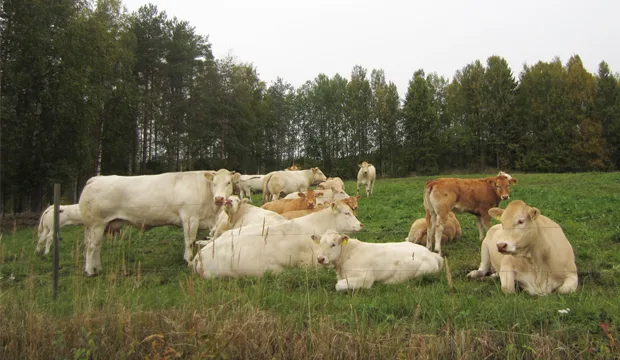 Luomublogiturunenmuokattu