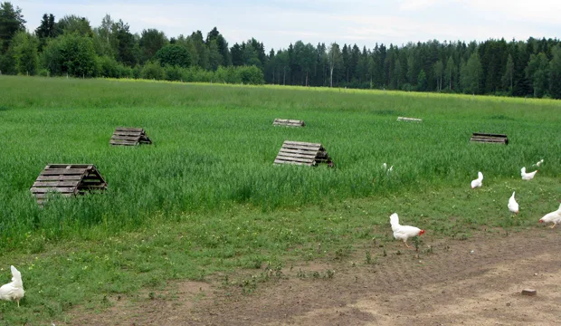 Luomukanat laitumella. Osa piiloutuu hyvin laitumen kasvillisuuteen.