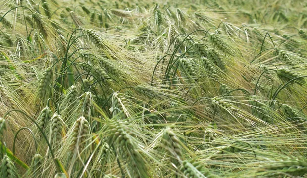 Luomuviljojen osuus 620x360px