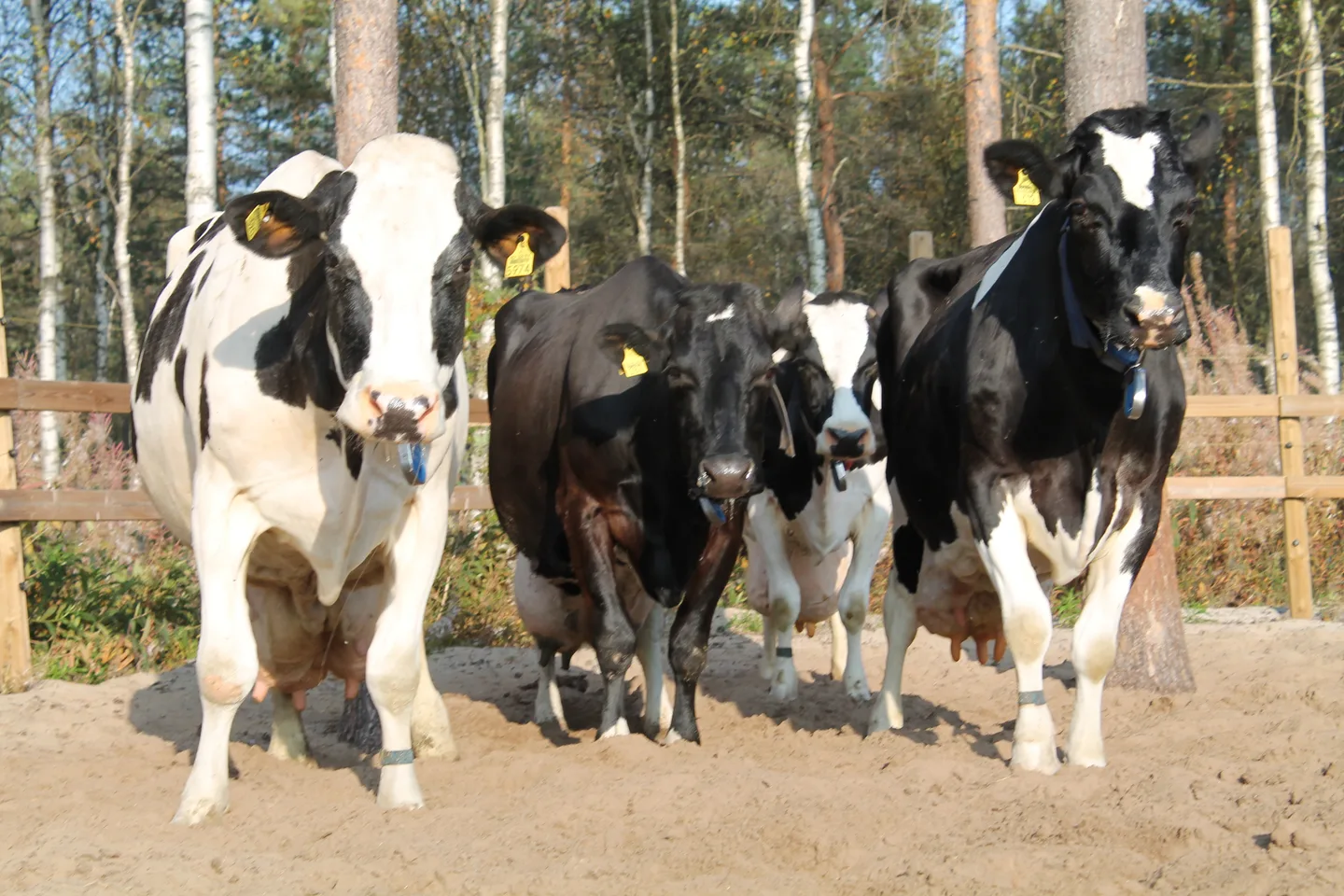 Neljä satatonnaria Rosaliina, Pamella, Riitu ja Pusta poseeraamassa. Kuva Päivi Maaninka