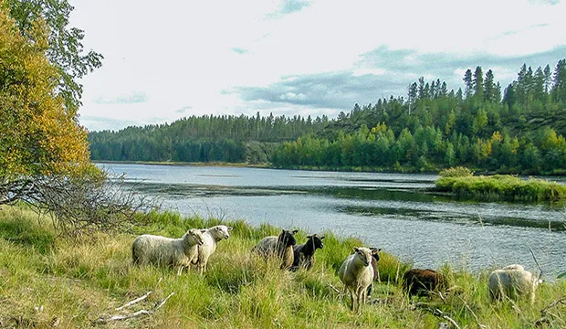 Kuva: Maarit Satomaa, Oulun Maa- ja kotitalousnaiset