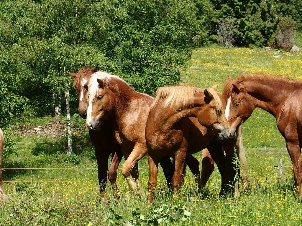 Orilaidun Siilinjärven Otus-saaressa. Kuva: Hannu Ala-Korpi
