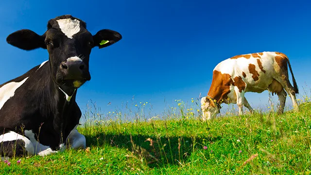 Maito tulosseminaari istock