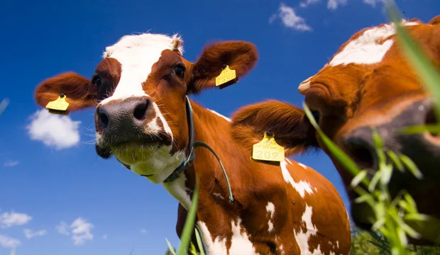 Maito valmennus2016 artikkeli620x360