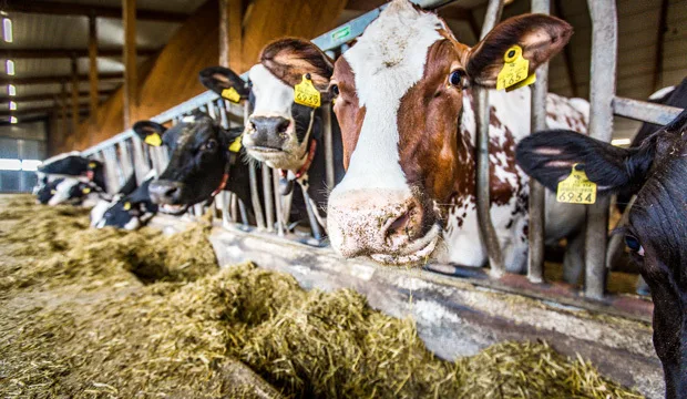 Maitotuloksetartikkelikuva1