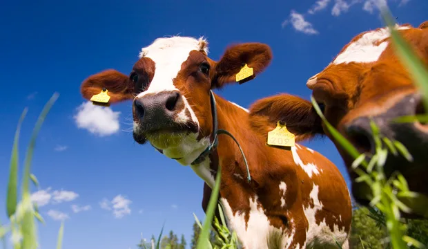 Maitovalmennus2017 artikkeli620x360