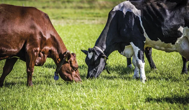 Maitovalmennus2019artikkeliu