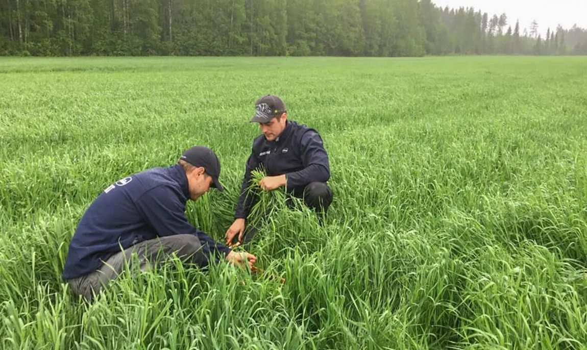 Korjuuaikanäytteet analyyseineen antavat nurmen koostumuksesta ja satotasosta mahdollisimman realistisen kuvan. Kuvassa Mäntymäki MTY:n Juho-Pekka (vasemmalla) ja Henri Mäntylä. Kuva: Virva Hallivuori
