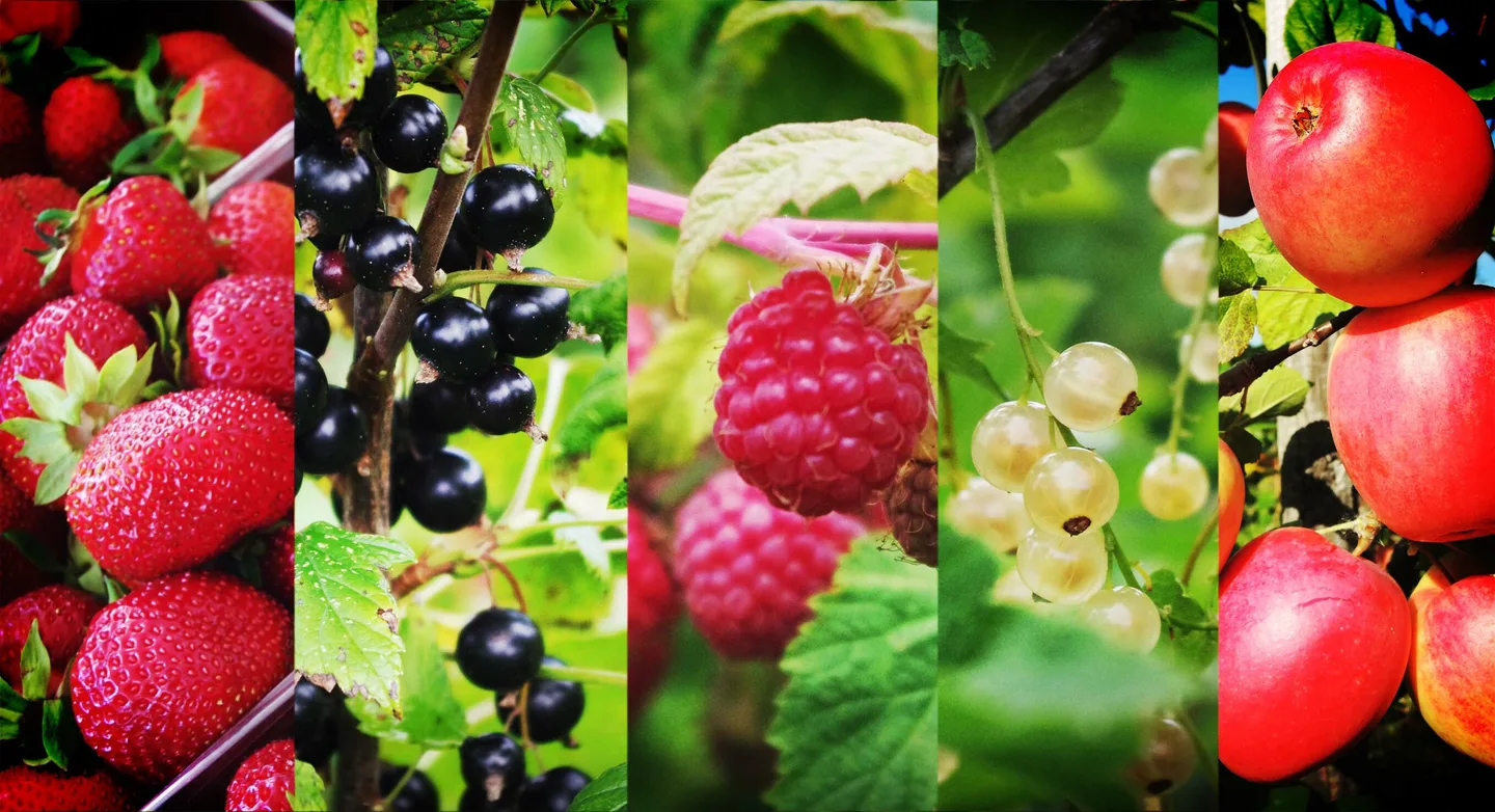 Marjamaat ylakuva esite1 0