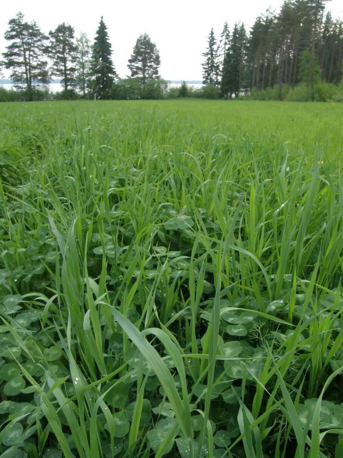Mattipartanen a