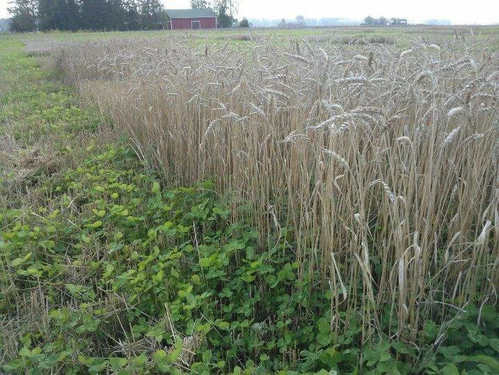 Mellila vehna16092014 0