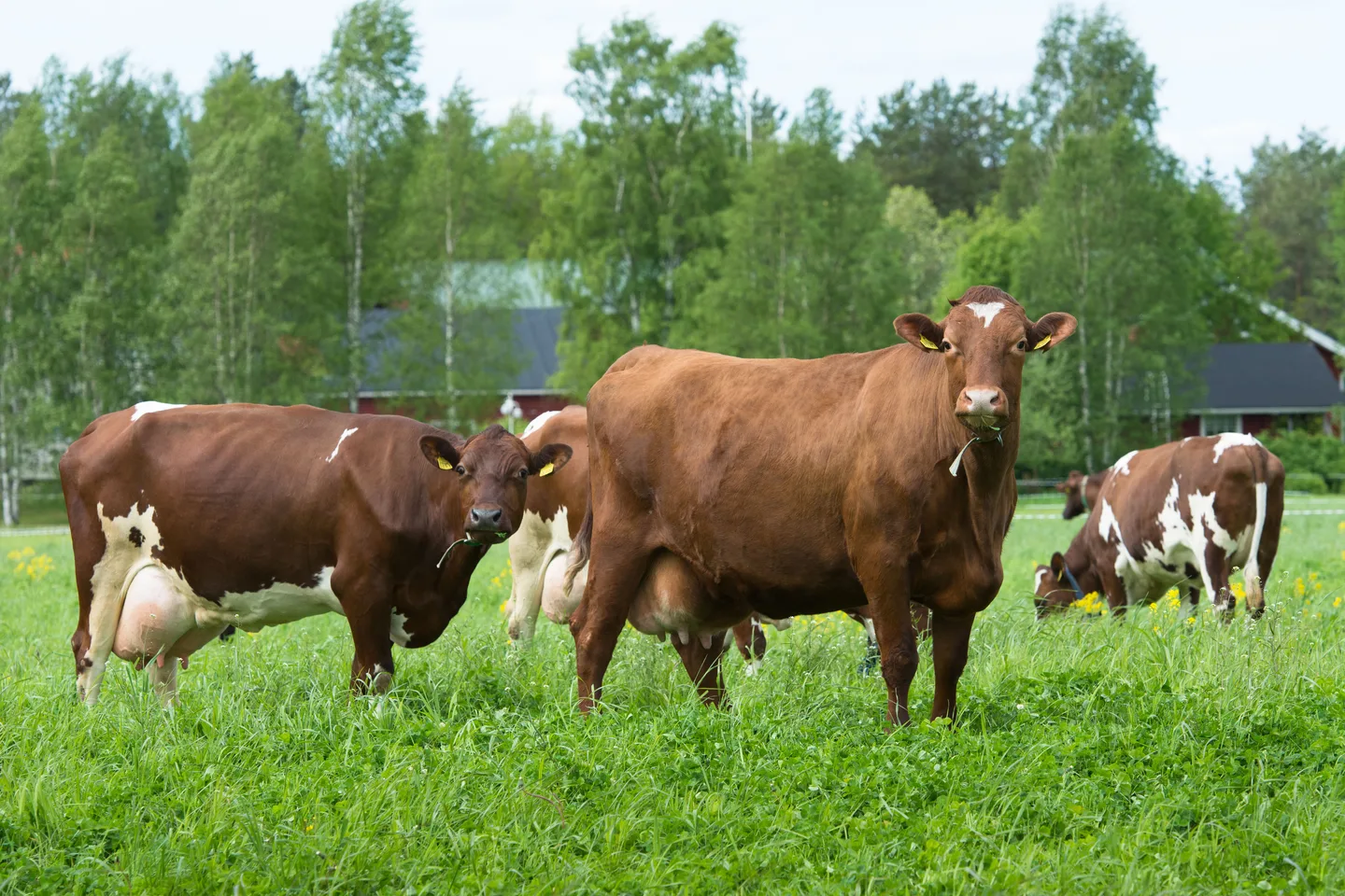 Menesty maidolla roolikuva 0621 gsh98i64 vastavalo 599857 vasen esite