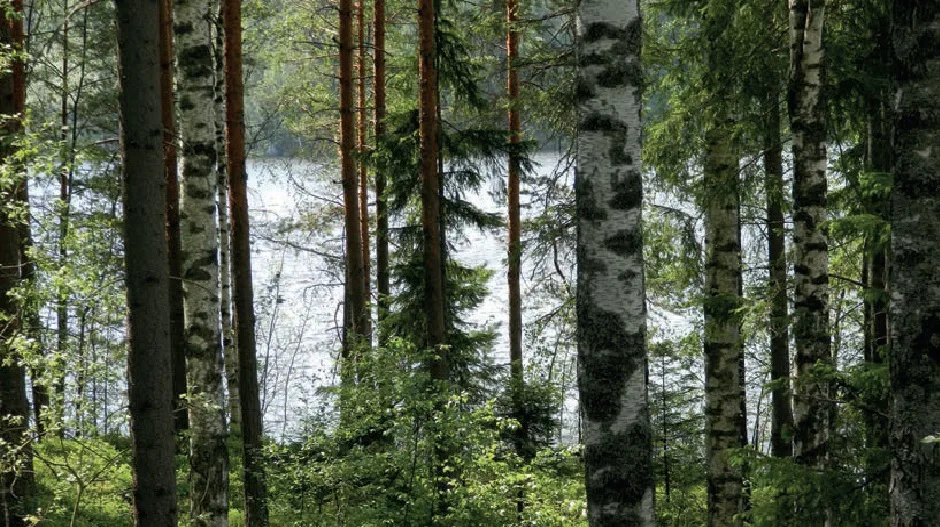 Metsa ja jarvi