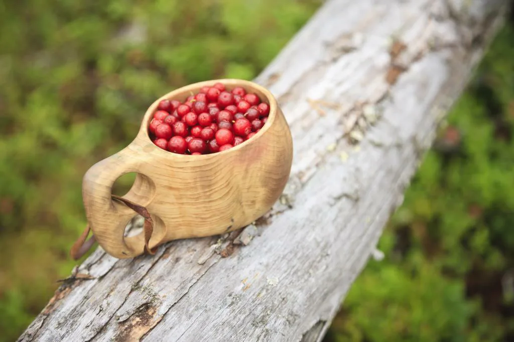 Metsa puolukatkuksa pedacomoy plugi 298426