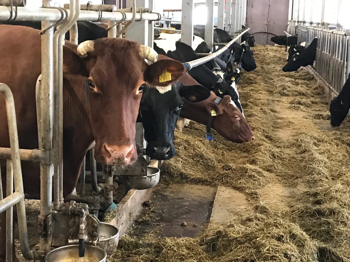 Mitä eri eläinryhmien vaatimukset ruokinnalle on?