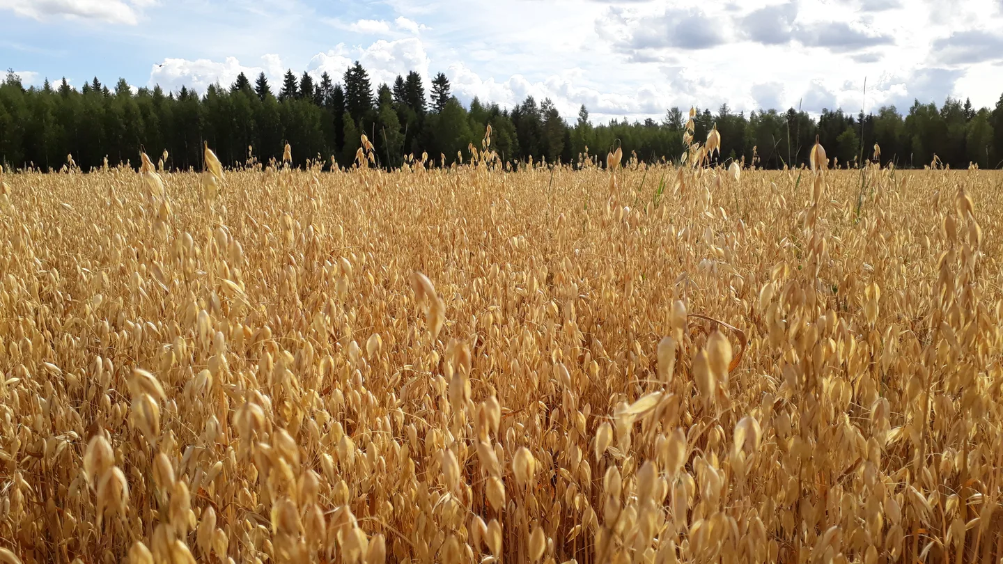 Monipuolisuutta viljelykiertoon tunnus3