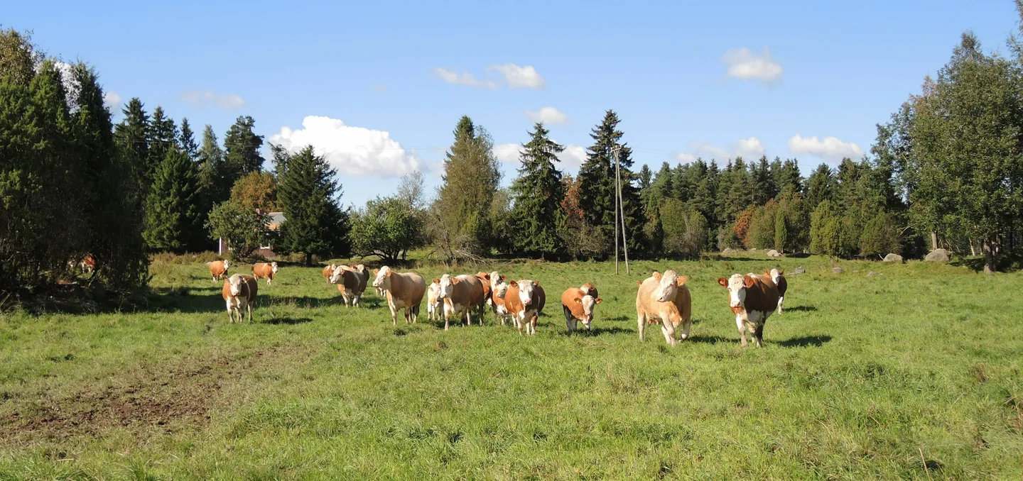 Kuva: Helena von Konow