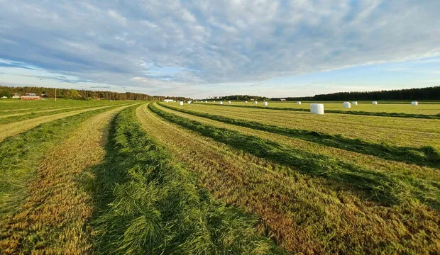 Nettisivuuutinenkasvutilanne2206