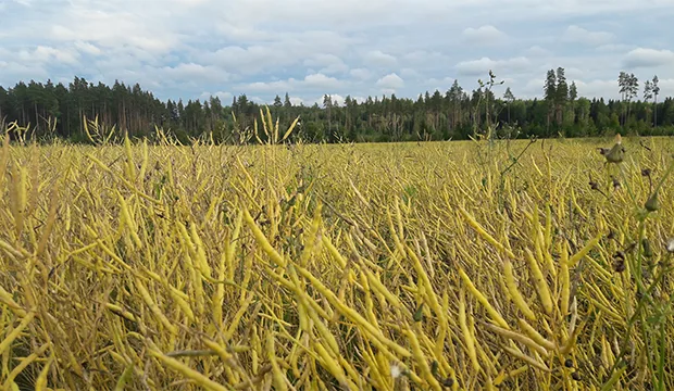 Nettiuutinen rypsirapsi huippukoulutus
