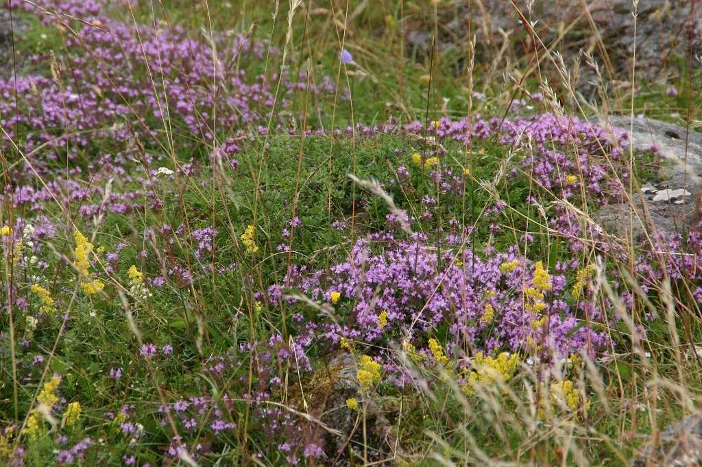 Niitty leena lahdenvesi korhonen tw