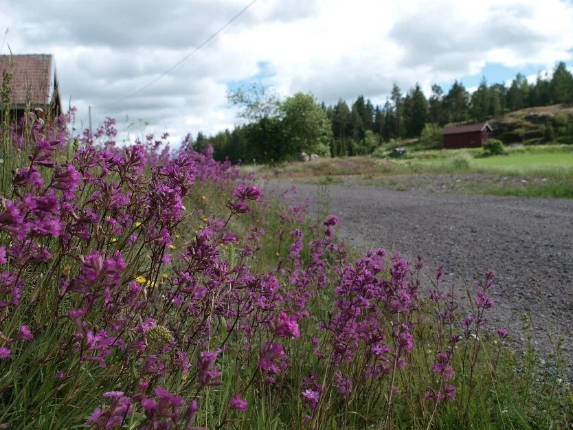 Niityn lumo kuva katri salminen