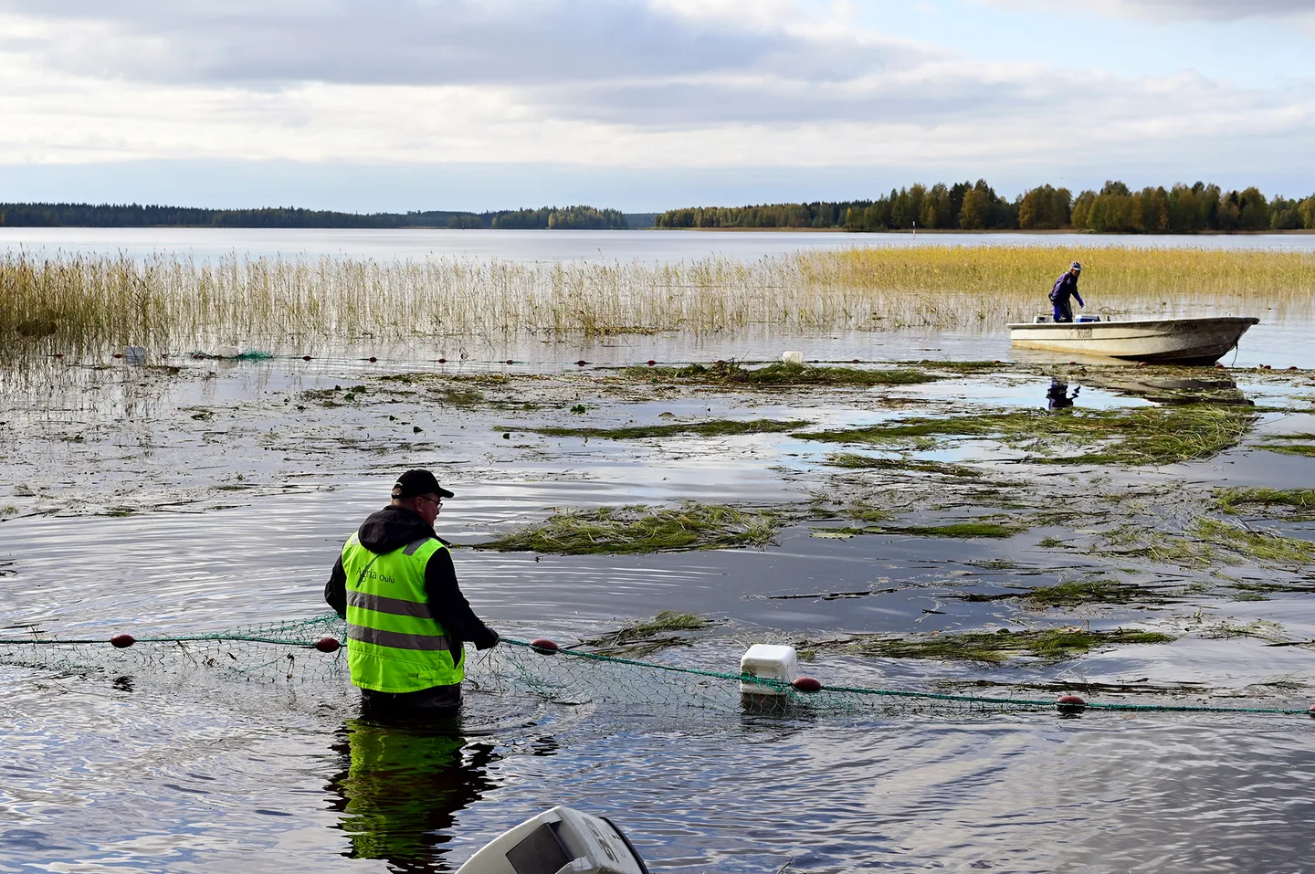 Vesikasvillisuutta niitettiin ja nuotattiin Paltamon Melalahdella 2021.