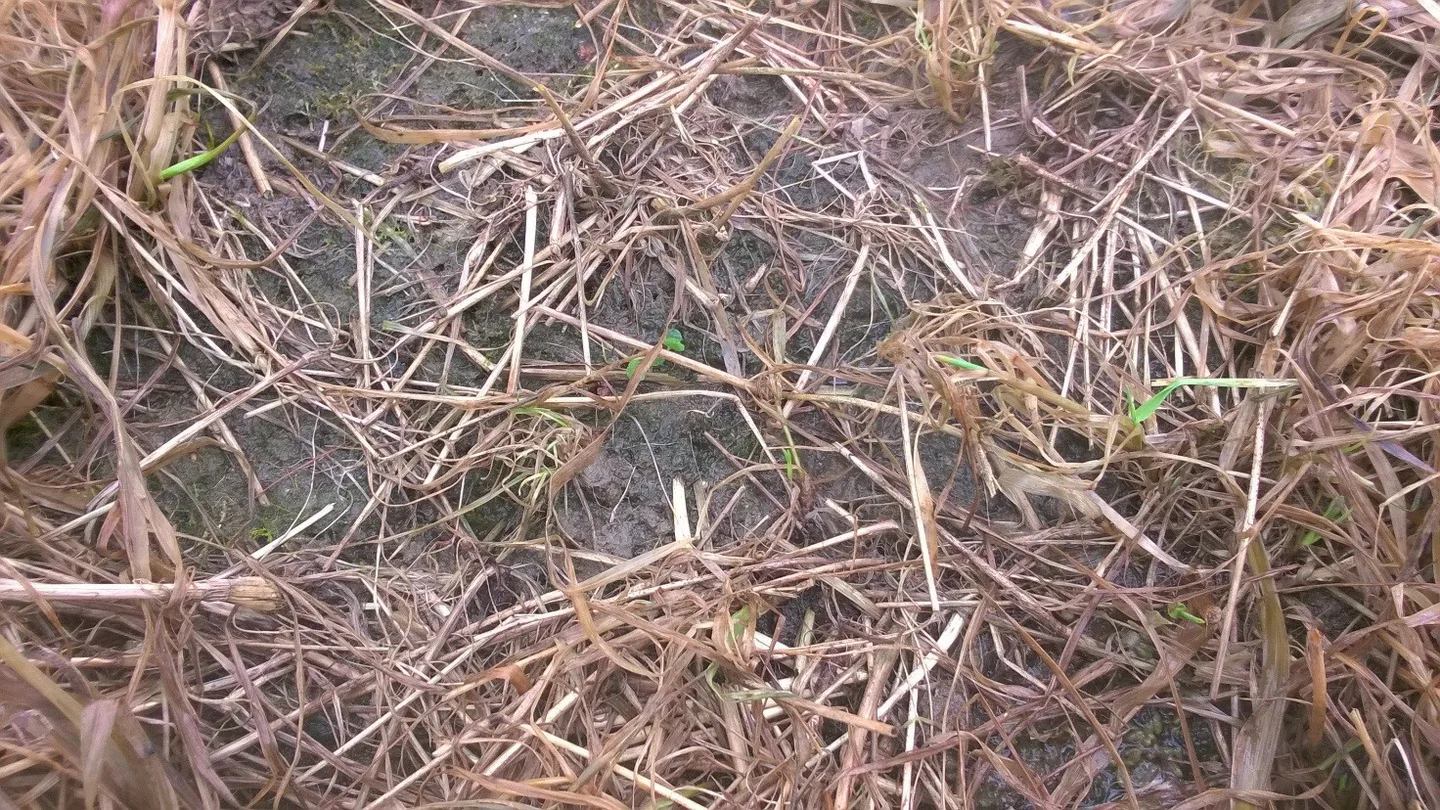 Nurmiblogi