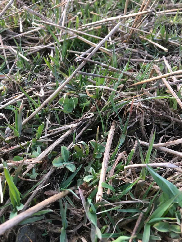 Nurmiblogi anu ella 2