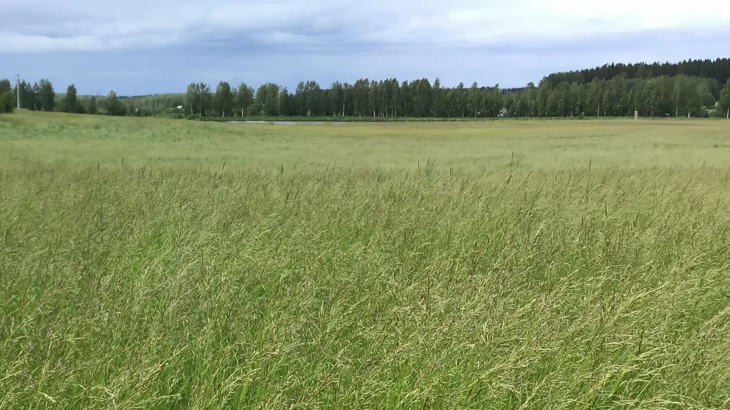 Nurminadan siemenviljelykoe v 2019 tilasiemen koponen 002