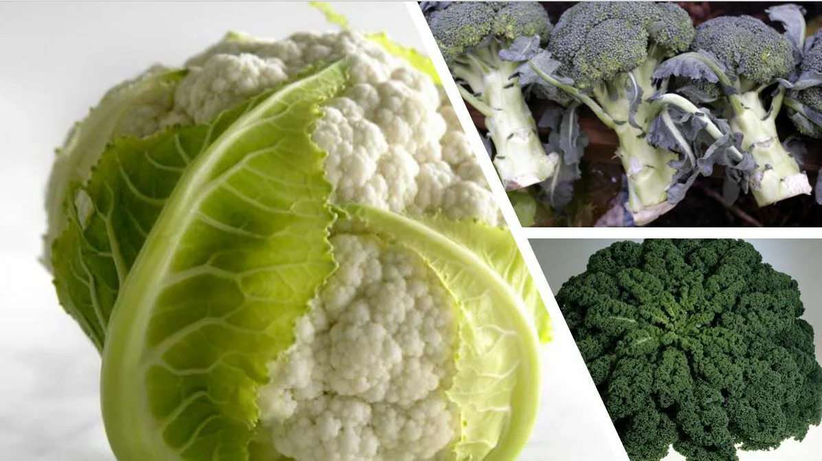 Pasrakaalia, lehtikaalia ja kukkakaalia