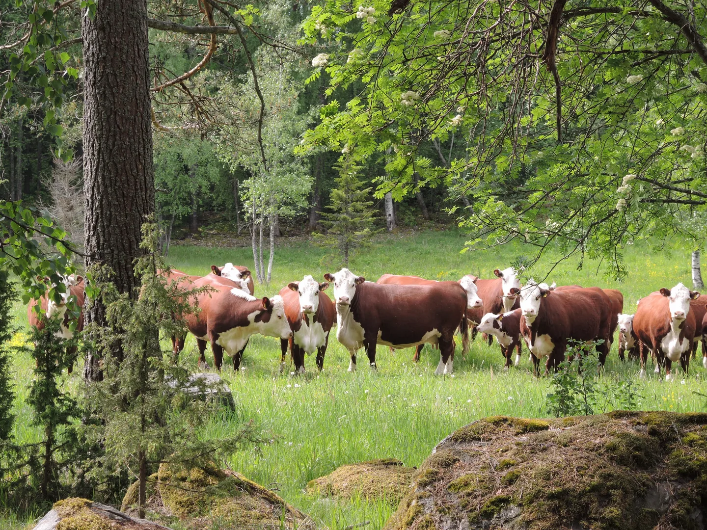 Kuva: Riikka Söyrinki