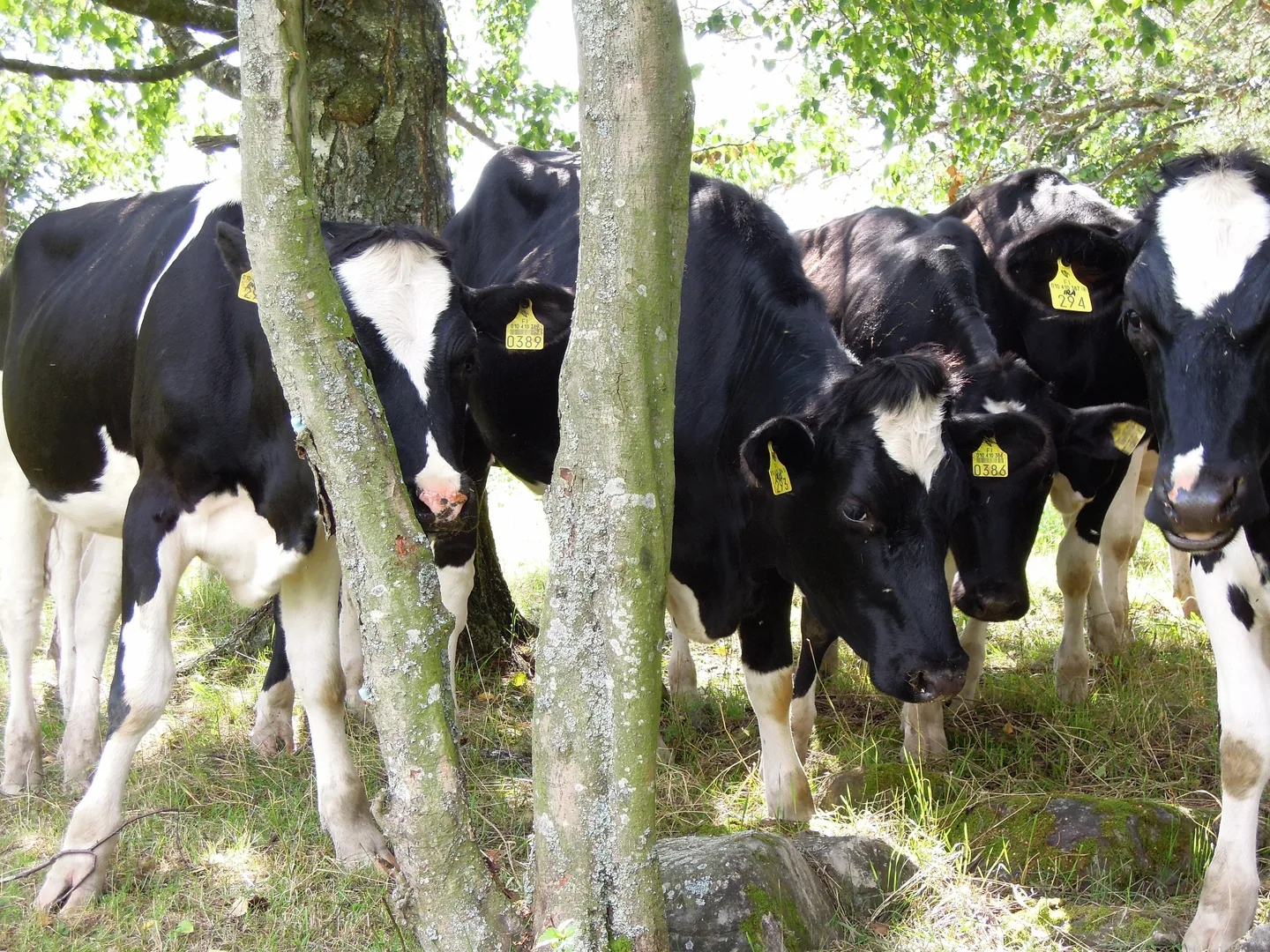 Pb laidunelaimet lypsyrodun vasikoita