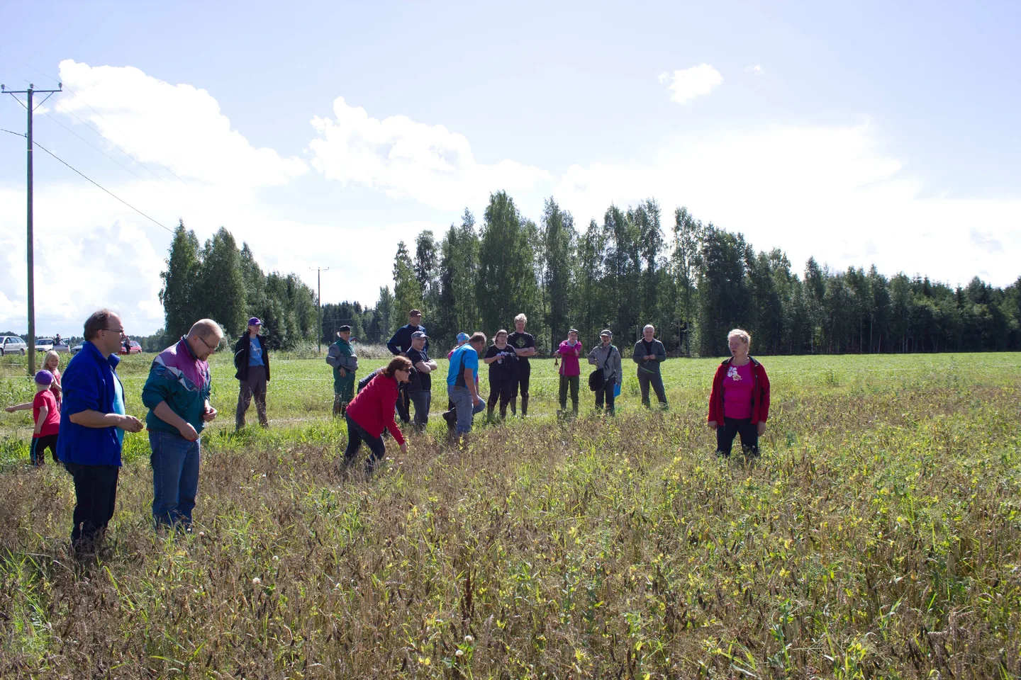 Vuokko Tanskanen esittelee herne-viljan seoskasvustoa pellonpiennarpäivässä Konttiniemen tilalla