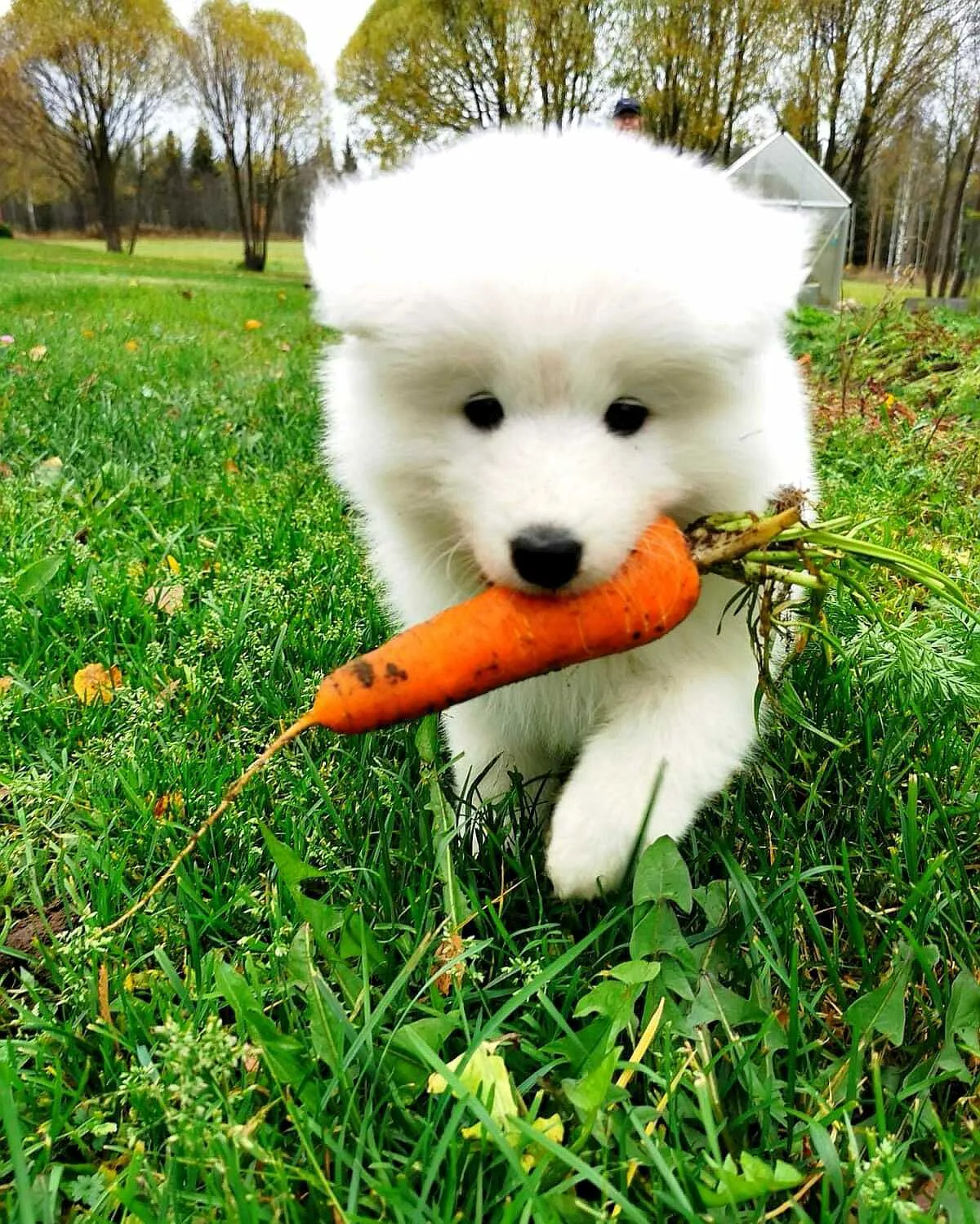 Porkkanakoira kuva 10