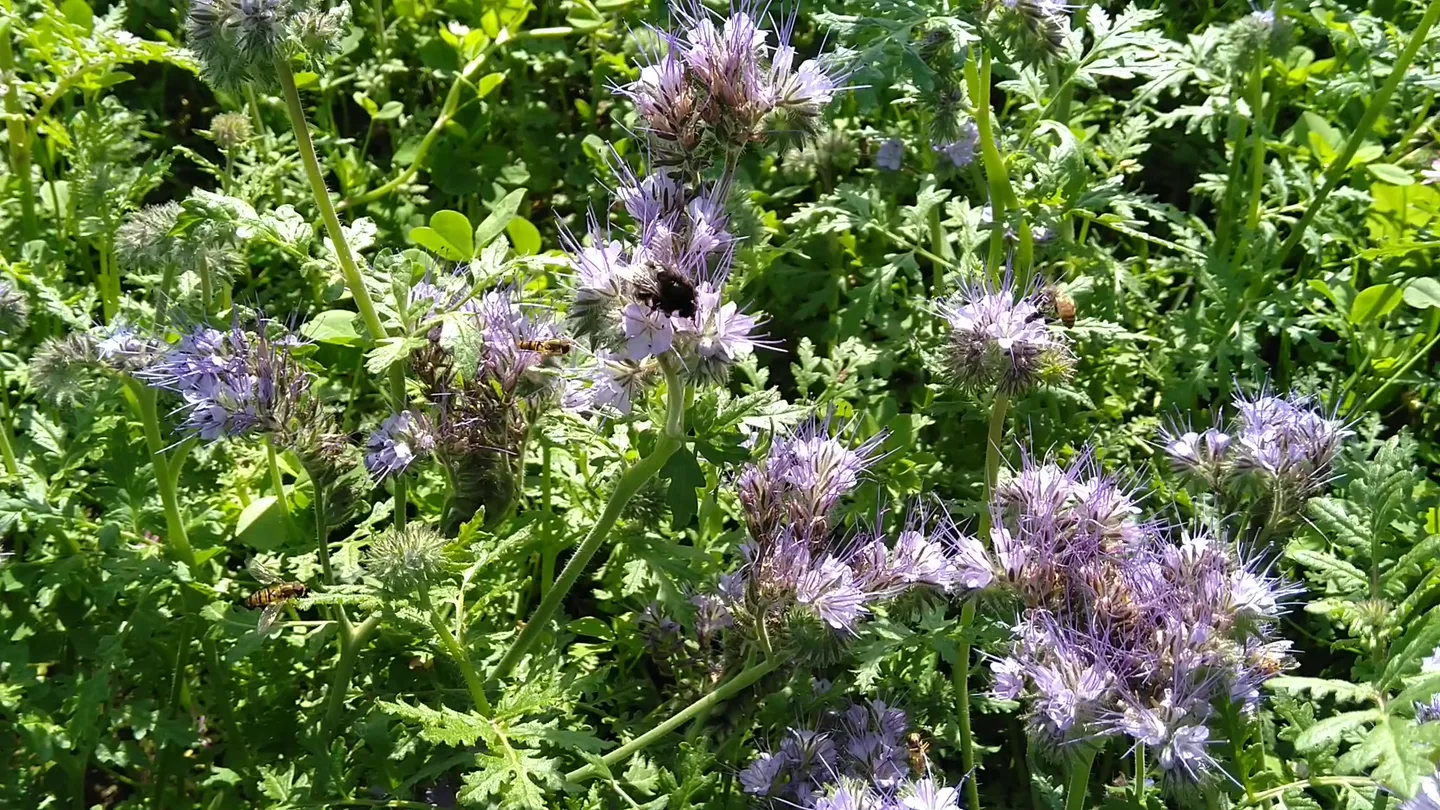 Hur många polinerare hittar du på bilden ?