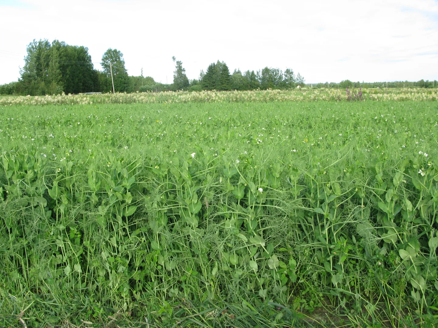 Puhdashernekleopatra2012