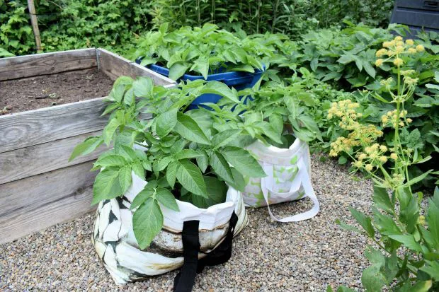 Pussiperunat minna auranen 620