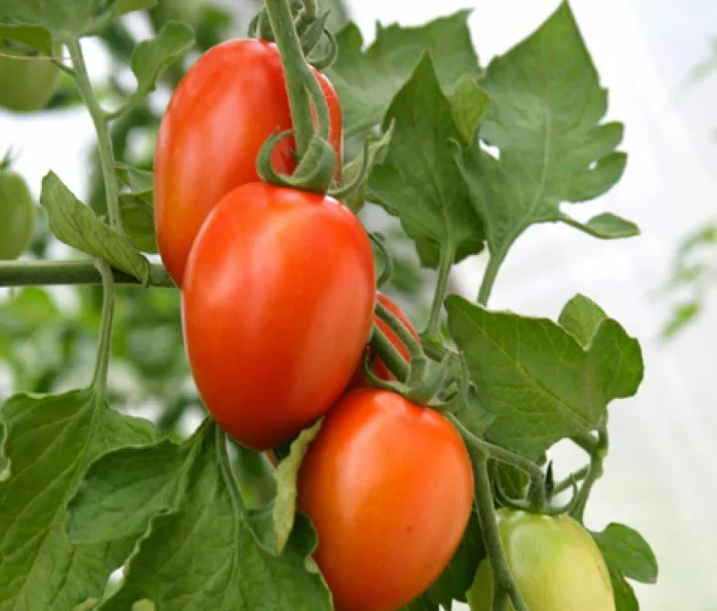 Puutarha alan esite 2