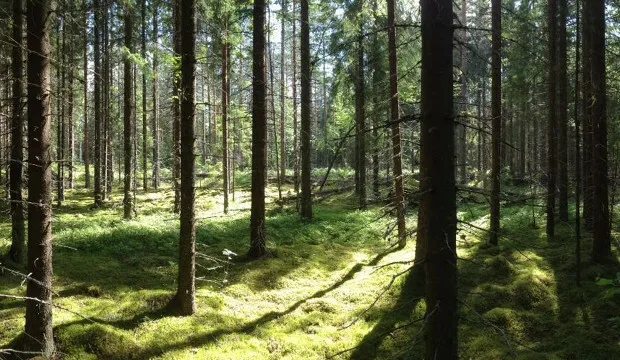 Repovesi pienennetty