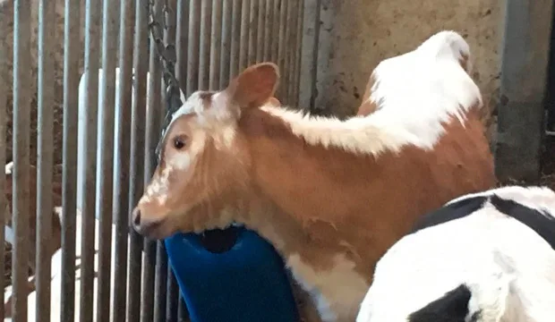 Riikkasaarablogi kuva2