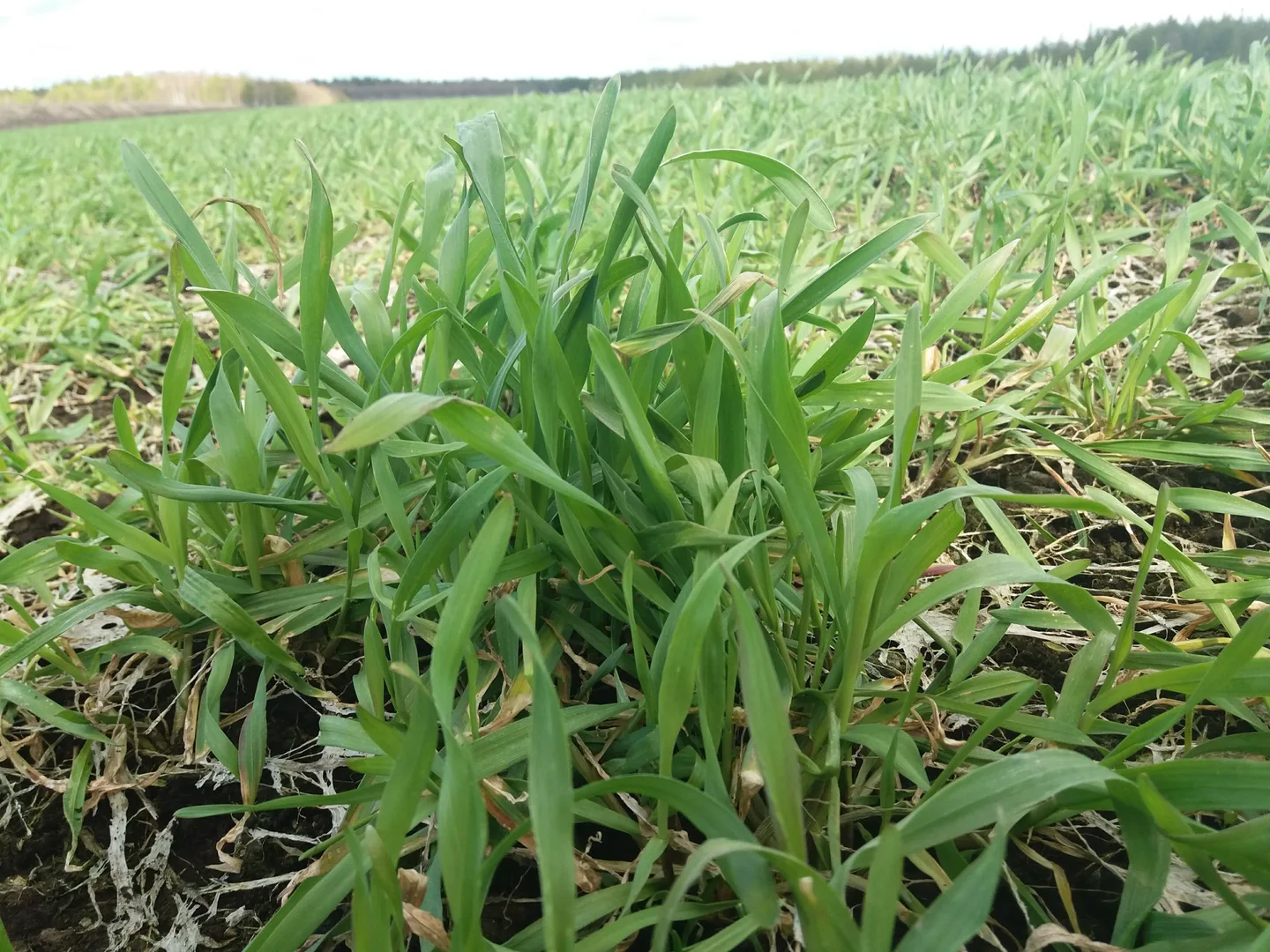 Ruis kevat 2019 kuva 2