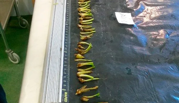 Elävien versojen tyvisipulinäytteet kuvattavina ja valmiina punnittavaksi.