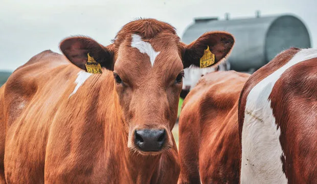 Ruokaviraston nautarekisterin valtuutus