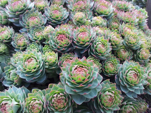 Ruuujuuri on yksi luonnontuote, josta Arctic Warriors jalostaa tuotteita.