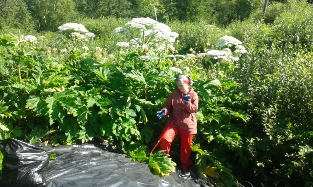 Sahrakoski jattiputket 1