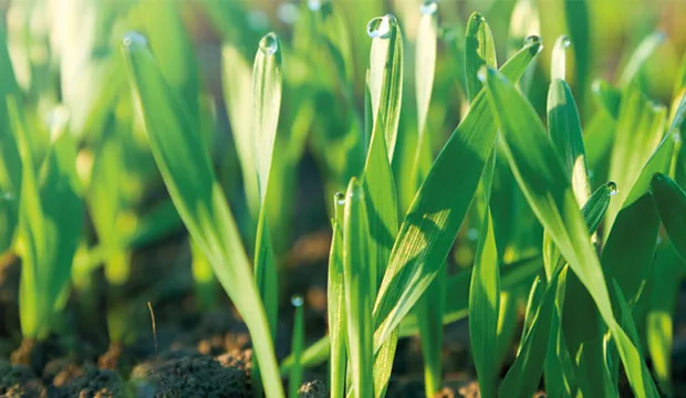 Satotason nosto hankkeen kuva 0