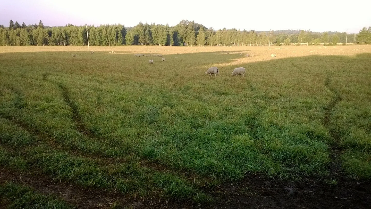 Loppukesän helteet lisäsivät painetta juomapaikoille, kun veden kulutus on suurta. Kaikki polut johtavat juoma-astioille.