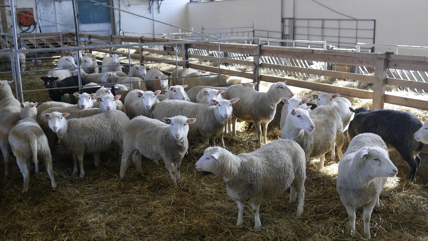 Suomenlammas karitsa lampola putkisalo kuva arja leppanen 0