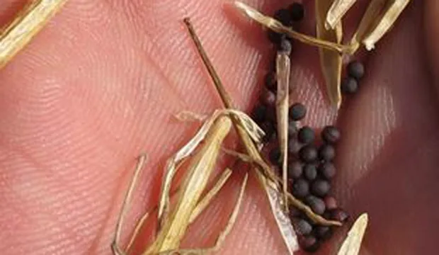 Syysrypsinsiemenia 620x360px