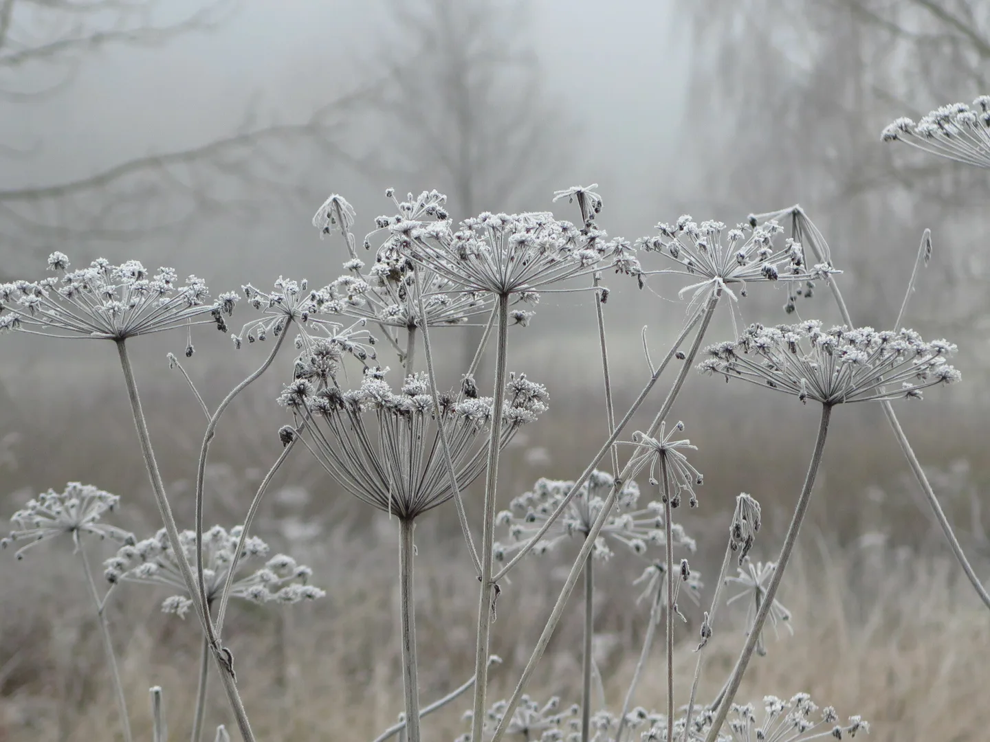Talvikuva auli hirvonen